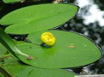 Gelbe Teichrose Süßwasser Pflanzen  Foto