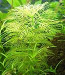 Limnophila indica Photo and care