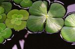 European waterclover Photo and care