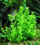 Photo Aquarium Plants Micranthemum umbrosum, Green