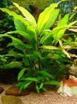 Giant hygrophila Photo and care
