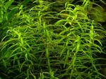 Foto Aquarienpflanzen Wasser Hedge (Peplis diandra, Didiplis diandra), Grün