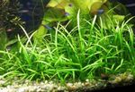 Sagittaria spec Freshwater Plants  Photo