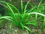 Photo Aquarium Plants Dwarf sagittaria (Sagittaria subulata), Green