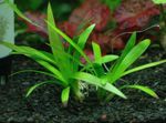 Photo Aquarium Plants Sagittaria platyphylla, Green