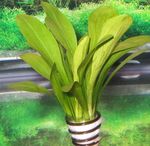 Sagittaria eatoni Freshwater Plants  Photo