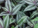 Фото Акваріумні рослини Традесканція (Tradescantia), Зелений