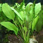 Broadleaved Amazon Sword Freshwater Plants  Photo