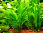 Photo Aquarium Plants Amazon Sword (Echinodorus amazonicus, Echinodorus brevipedicellatus), Green