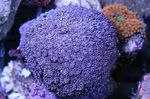 Vaza Coral