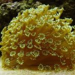 Fil Akvarium Blomkruka Korall (Goniopora), gul