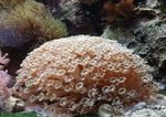 Foto Aquarium Blumentopf Korallen (Goniopora), braun