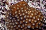 Fil Akvarium Bikakestruktur Korall (Diploastrea), brun