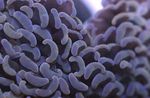 Foto Akvarij Čekić Koralja (Baklja Koralja, Koraljni Frogspawn) (Euphyllia), braon