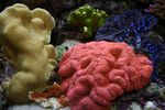 Flikiga Hjärnan Korall (Hjärnkorall)