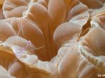 Fox Korallid (Katuseharja Korallid, Jasmiini Korall) Foto ja hoolitsemine