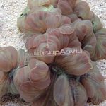 fotografie Acvariu Fox Coral (Creasta Coral, Iasomie Coral) (Nemenzophyllia turbida), gri