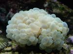 Bubble Coral Foto und kümmern
