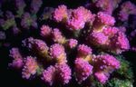 Foto Aquarium Blumenkohl Korallen (Pocillopora), pink