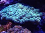 Foto Aquarium Blumenkohl Korallen (Pocillopora), hellblau