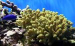 Porites Korallen Foto und kümmern