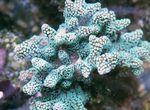 Birdsnest Coral fotografie și îngrijire