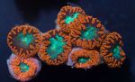 Foto Aquarium Ananas Korallen (Blastomussa), braun