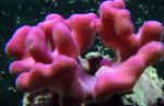 Foto Aquarium Finger Korallen (Stylophora), pink