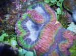 Symphyllia Coral fotografija in nega