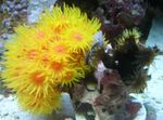 Sonnenblumen Korallen Orange Foto und kümmern