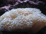 Pearl Coral   Foto