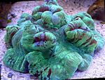 Photo Aquarium Brain Dome Coral (Wellsophyllia), green