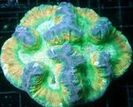 Možgani Dome Coral fotografija in nega