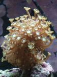 Alveopora Coral სურათი და ზრუნვა