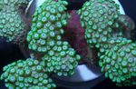 Foto Akvarij Alveopora Koralja, zelena
