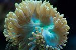 Elegants Korallid, Ime Korall