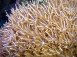 Foto Aquarium Winkenden Hand Korallen clavularia (Anthelia), braun