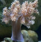 Albero Coralli Molli (Kenya Albero Di Corallo) foto e la cura