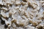 Foto Akvarium Stjerne Polyp, Rør Koral clavularia (Clavularia), brun