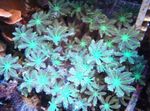 Photo Aquarium Clove Polipes clavularia (Cornularia), light blue