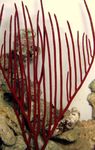 Gorgonian Меки Корали снимка и грижа