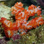 Nelke Tree Coral   Foto