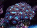 Photo Aquarium Torch Coral (Candycane Coral, Trumpet Coral) (Caulastrea), purple