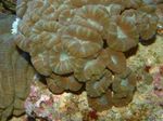Foto Akvaarium Tõrvik Korallid (Candycane Korallid, Trompet Korall) (Caulastrea), pruun