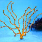 Gorgonia Palec (Palec Morze Wentylatora) zdjęcie i odejście
