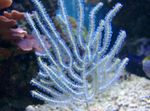 Photo Aquarium Sea Fan (Euplexaura), light blue