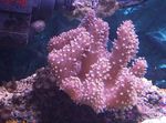 Finger Læder Koral (Djævelens Hånd Coral)   Foto
