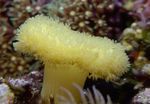 Foto Aquarium Weichen Pilz (Sarcophyton), gelb