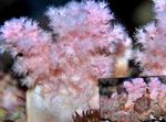Kvetina Strom Koral (Brokolica Koral) fotografie a starostlivosť