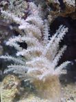 Julgran Korall (Medusa Korall) Fil och vård